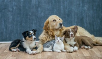 Un grupo de perros y gatos tumbados en el suelo, rodeados de diversos productos para mascotas.