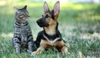 Un gato atigrado y un perro pastor alemán están sentados uno al lado del otro en el césped, ambos animales mirando hacia un lado. Estos perros y gatos parecen compartir un momento tranquilo en perfecta armonía.