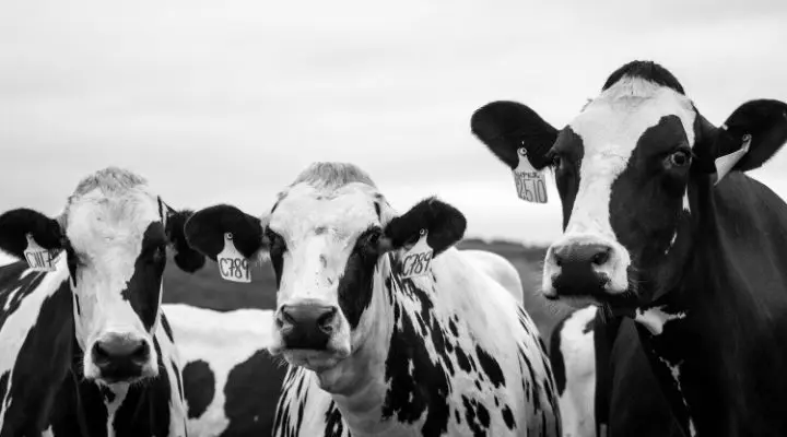 Tres vacas blancas y negras con etiquetas en las orejas se encuentran en un campo, evocando imÃ¡genes generadas por IA. El cielo estÃ¡ nublado.