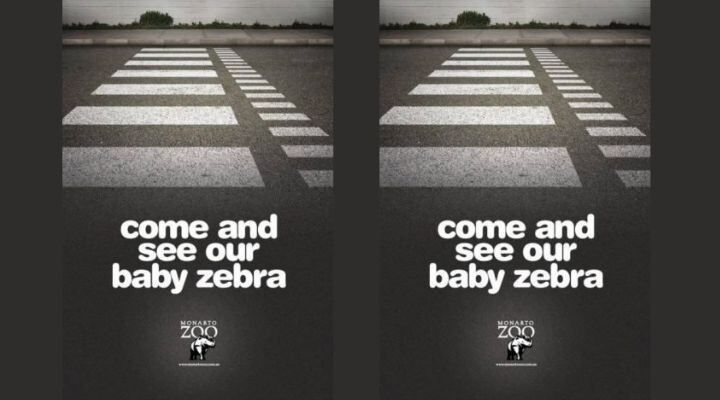 Un patrón de cruce de peatones en una calle con el texto "Ven a ver a nuestra cría de cebra" y el logotipo del zoológico Monarto debajo. Este anuncio creativo capta la atención, mezclando calles urbanas con maravillas de la vida silvestre. Anuncios publicitarios 