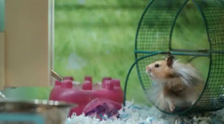 "The Rat Race"
