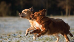 Día del perro, una oportunidad para cualquier marca