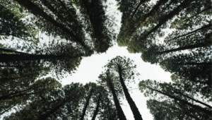 Reforestación: Tendencia en las empresas