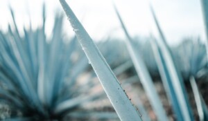 El consumo del tequila y el delivery