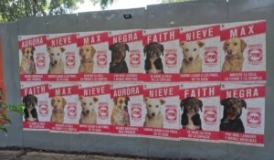 “Partido de Adopción Mexicana”, la campaña de Thanks Agency y Refugio San Gregorio que ganó un EFFIE de ORO