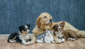 El gran mercado de productos para mascotas