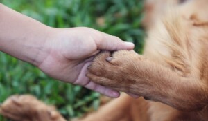 Respect #ForEveryKind: campaña en pro de los animales