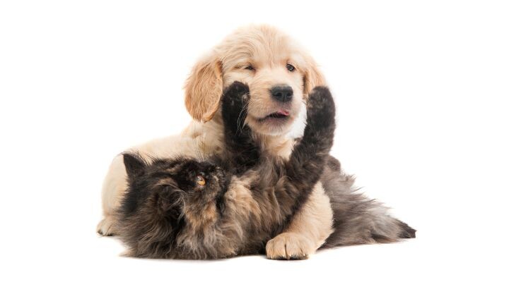 Un gatito esponjoso yace boca arriba, con sus patas delanteras tocando la cara de un cachorro golden retriever, capturando perfectamente el adorable vínculo entre perros y gatos sobre un fondo blanco.