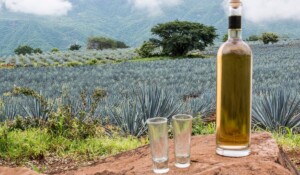 Las 5 marcas de tequila influyentes en la cultura mexicana