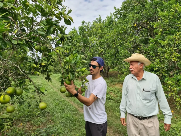 Dos hombres en un huerto inspeccionan las naranjas verdes de un árbol. Uno lleva una camisa blanca y una gorra, el otro lleva una camisa clara y un sombrero de paja, encarnando el espíritu de Campo Vivo. Una vegetación exuberante los rodea bajo un cielo nublado.