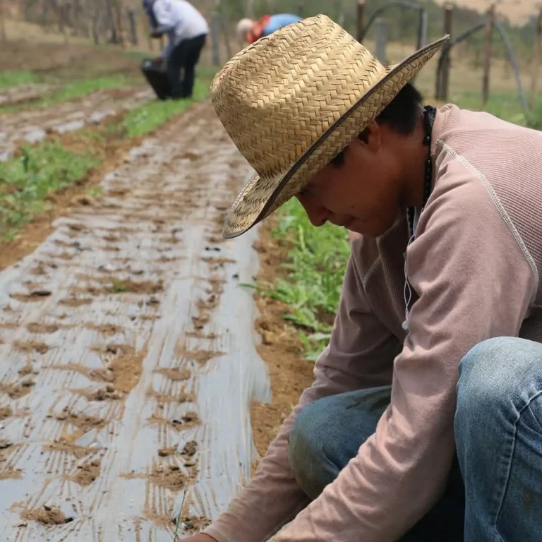 En un campo de Campo Vivo, una persona con sombrero de paja y ropa informal cuida las plantas a lo largo de una hilera cubierta de plástico, con otro individuo visible en el fondo.